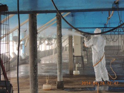 Тайвань сообщил о случаях заражения птичим гриппом H5N2
