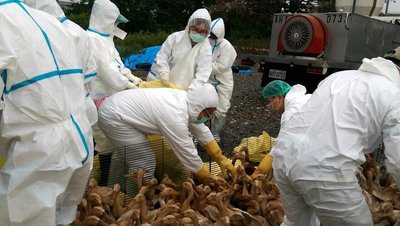 На Тайване выявлены случаи распространения вируса птичьего гриппа H5N2