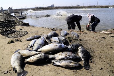 Сельское хозяйство Тайваня понесло значительные потери от нетипичных для страны сильных холодов