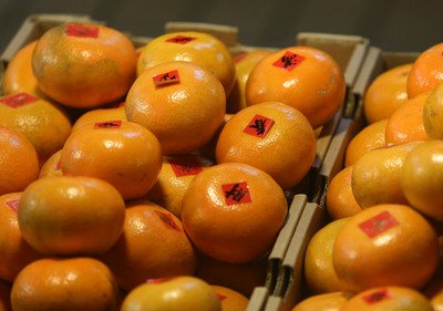Японские продукты заняли первое место по числу случаев нарушения правил пищевой безопасности на Тайване