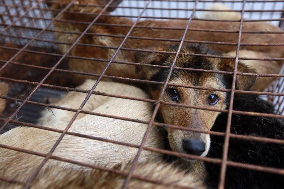 Международное гуманитарное общество назвало историческим решение о запрете на поедание мяса собак и кошек на Тайване