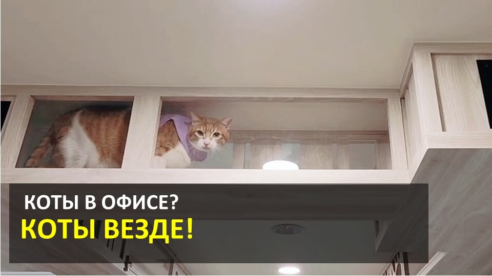 Рабочие питомцы